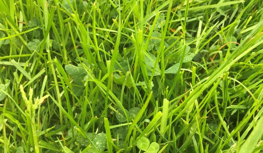 Close up photo of grass in a field
